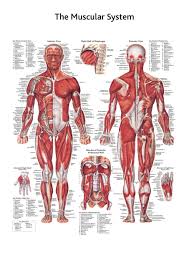 Muscular Skeletal And Nervous System Anatomical Charts In One Bundle