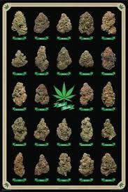 Details About Laminated Best Buds Marijuana Strains Id Chart Poster 61x91cm Picture Print