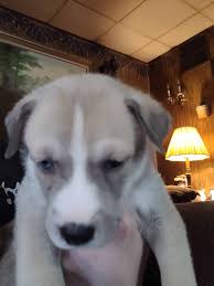 We did not find results for: Beautiful Pitsky Puppies Pitbull Alaskan Malamute Petclassifieds Com