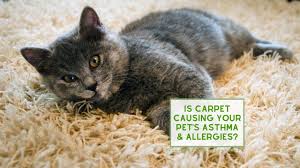 is carpet causing your pet s asthma