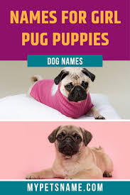 Here you can find the best pug puppies wallpapers uploaded by our community. Pin On Girl Pet Names
