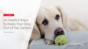 Your Dog Out Of The Garden Pet Stop