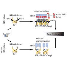 dna sensing by isg15 modification