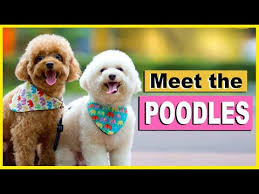 meet my toy poodles from the