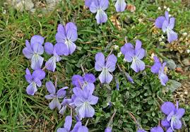 Scheda IPFI, Acta Plantarum Viola_limbarae