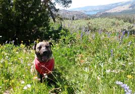 dog friendly places in lake tahoe