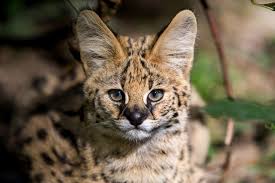 Cute savannah cat pictures, photos, and images for. The Cutest Baby Cats Around The World