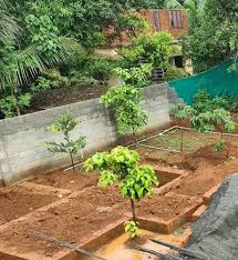 Fruit Garden Setting In Kerala India