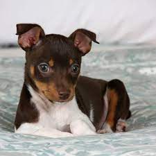 5 fun facts about rat terriers