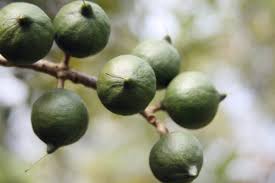 macadamia nut trees learn about