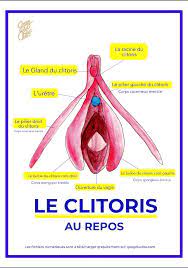 Anatomical charts of the vulva, clitoris and breasts – Clitothèque