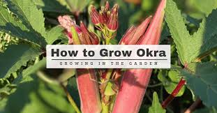how to grow okra growing in the garden