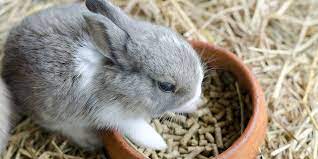 what to feed your pet rabbit