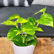 Indoor Plants For Bright Light