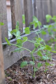 If you are a fan of 'sugar snap' peas like me, you might have noticed that the seeds have not been growing true to type. Basics To Growing Sugar Snap Peas A Crafty Spoonful