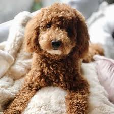 Available goldendoodle & labradoodle puppies. Is There A Miniature Goldendoodle Yes There Is K9 Web