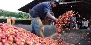 Image result for photos of food production companies in kenya