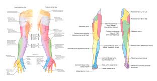 Nerves Of The Lower Leg 3d Proper Leg Nerve Chart