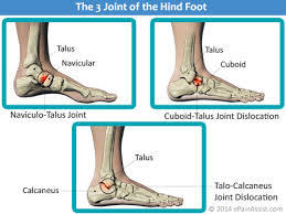 Image result for Hindfoot