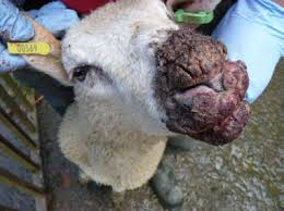 Severe Orf in Lambs: Clinical Description and Response to Treatment against  Secondary Infection