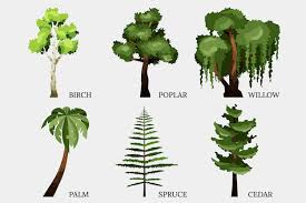 free vector hand drawn type of trees