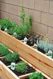 herb garden in an urban environment