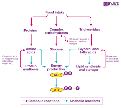 catabolism definition metabolism