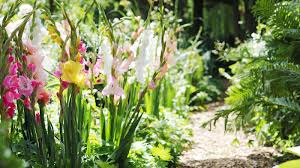 how and when to plant gladioli bulbs