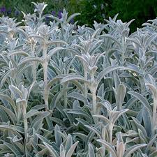 stachys byzantina silver carpet