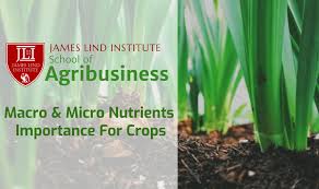 macro and micro nutrients for crops