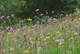 how to create a wildflower meadow