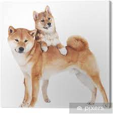 ɕiba inɯ) is a breed of hunting dog from japan. Leinwandbild Shiba Inu Hund Mit Einem Welpen Pixers Wir Leben Um Zu Verandern