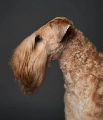 soft coated wheaten terrier what s