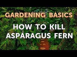 asparagus fern you
