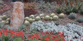 A Z List Of Succulents For Garden And