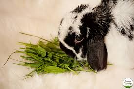 fresh greens for your rabbit