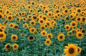 Sunflower Field Helianthus France