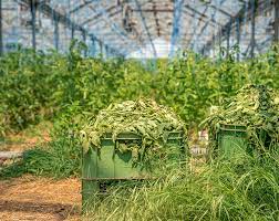 green waste removal south dublin