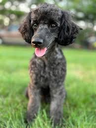 3c poodles in indiana poodle puppies