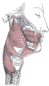 the muscles of the mouth human anatomy