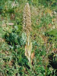 Himantoglossum hircinum - Wikipedia