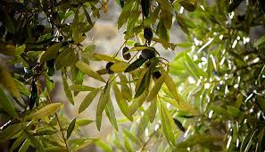 olive leaf extract benefits everything