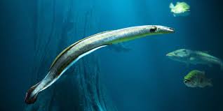 Is eel a fish or snake?