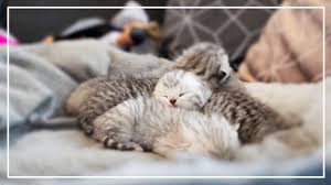 maine kittens for adoption