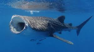 Jadi walau tinggal di lautan dan mempunyai ukuran yang besar paus biru tidak dinyatakan sebagai ikan terbesar. Teka Teki Umur Ikan Terbesar Dunia Terungkap Lewat Tes Bom Atom Bbc News Indonesia