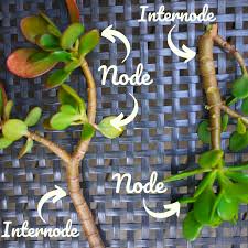 how to propagate a jade plant dengarden