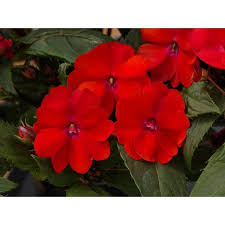 At home insider perks credit cardholders are eligible to earn rewards on purchases made with their at home insider perks credit card or at home insider perks mastercard account. Sunpatiens 2 Gal Sunpatiens Red Impatien Outdoor Annual Plant With Red Flowers In 12 In Hanging Basket Dc12hbsunred The Home Depot