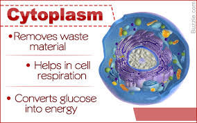 cytoplasm exploring the functions of