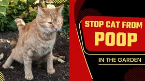 stop cats from ing in the garden
