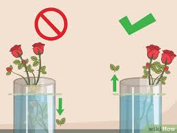 4 ways to care for roses wikihow